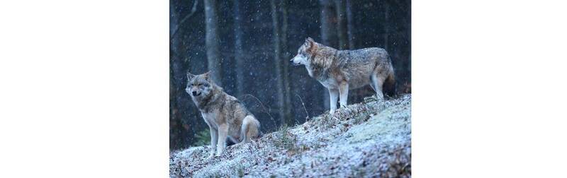 Immagine: Lupi