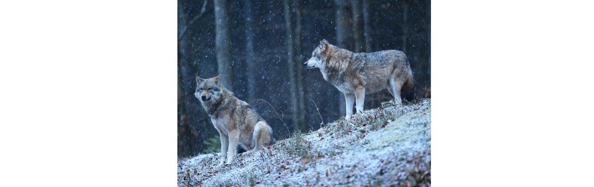 Immagine: Lupi