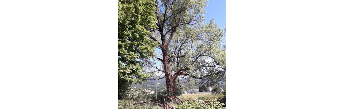 Immagine: Pioppo Faber Box